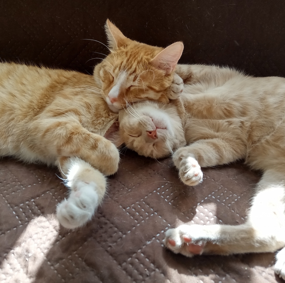 Meet your Posher, Rshawn